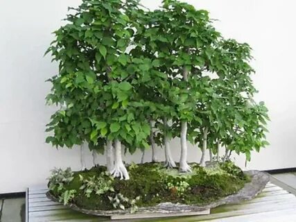 Betula Tree Betulaceae Hardwood Birch seeds - Pure Bonsai