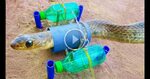 Easy Snake Trap - DIY Creative Snake Trap make from plastic 