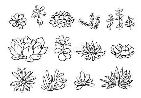 Succulent Plants Set. Vector Hand Drawn Outline Sketch Illus