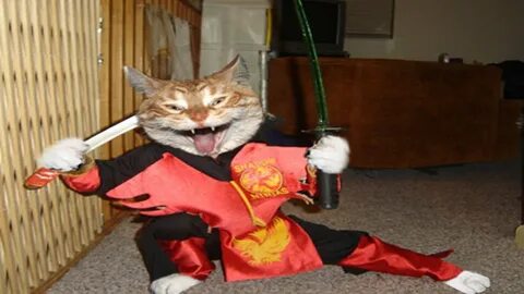 Ninja Cats - Ninja Cats Compilation Part 2 - Funny Cats - Yo
