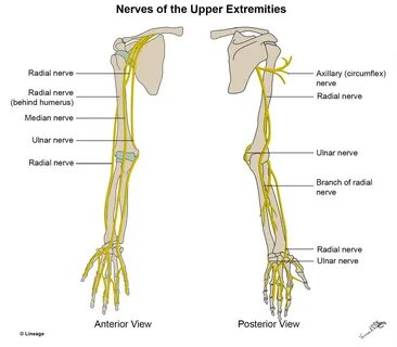 Gallery of nerve innervation of upper and lower extremities 