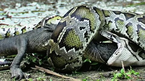 Python Eats Crocodile