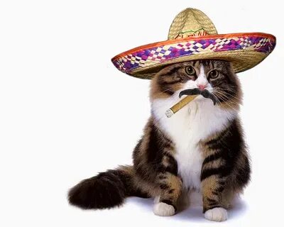 Sombrero Cat Memes - Imgflip