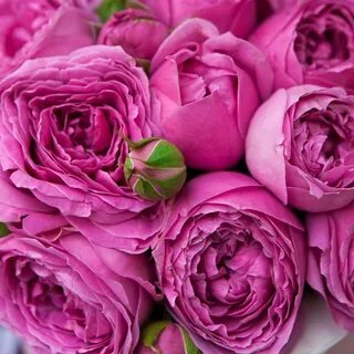 Пионовидная розовая роза (50 фото)