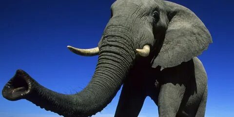 40 Interesting Elephants Facts