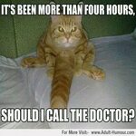 Grab Hold Of the Unbelievable Funny Dirty Cat Memes - Hilari
