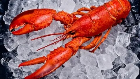 Manfaat Makan Lobster bagi Kesehatan - Info Sehat Klikdokter