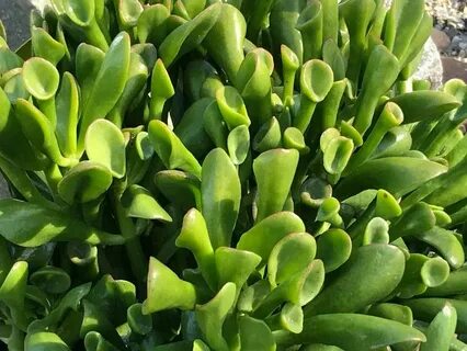 Shrek Ear Succulent - Gollum Jade Ogre Ear Succulent Plant S