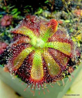 Index of /sundews/admirabilis