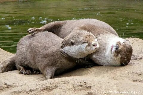 Otter cuddles by Vitaloverdose on deviantART Cute animals, O