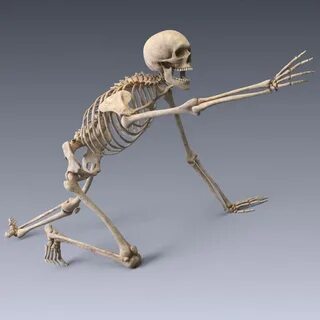Rigged Human Skeleton 3d Cgtrader Diagram Database