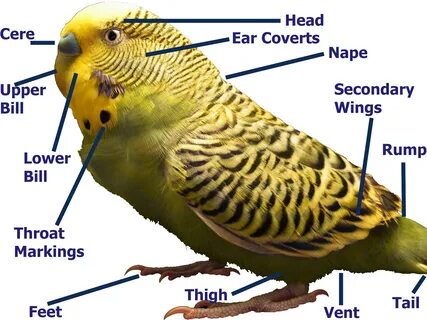 parakeet png - Parakeet Png - Cere Bird #2678606 - Vippng
