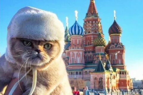 Британец прославился переводами русских мемов в твиттере Bra