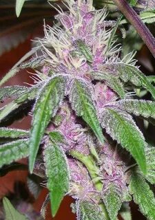 ACE Seeds - Pakistan Chitral Kush Regular Cannabis Seeds - S