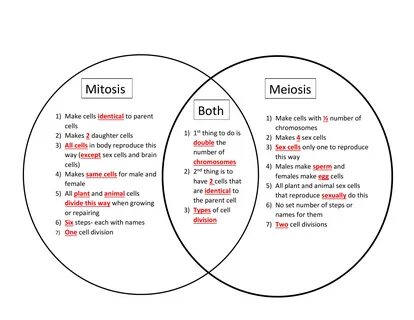 Mitosis Vs Meiosis Venn Diagram - Lafashion judge