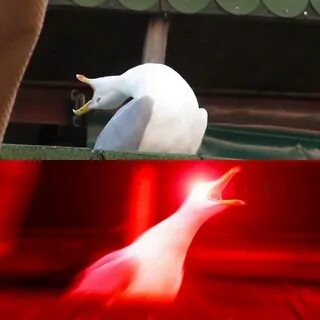 "Inhaling Seagull Meme" by Meme Economy Redbubble