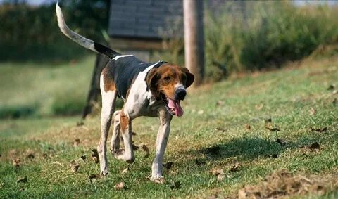 Treeing Walker Coonhounds can be nice companions and family 