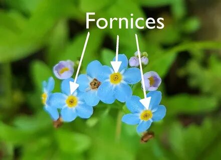 #bioPGH: Forget-me-nots Phipps Conservatory and Botanical Ga