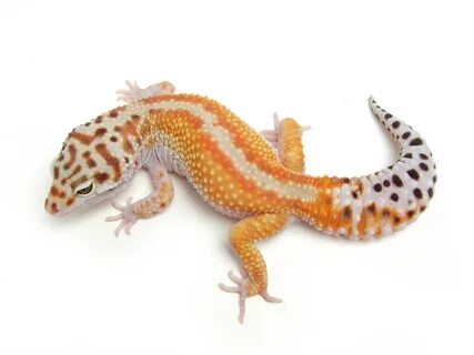 Phases Gecko Léopard