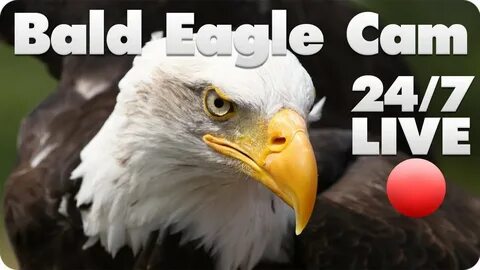 Bald Eagle Live Cam - YouTube