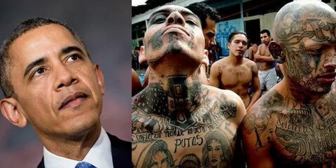 Whistleblower: Obama Knowingly Released MS-13 Gang Members b