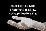 Male Testicle Size Surgeon4Men Medical Penis Surgery