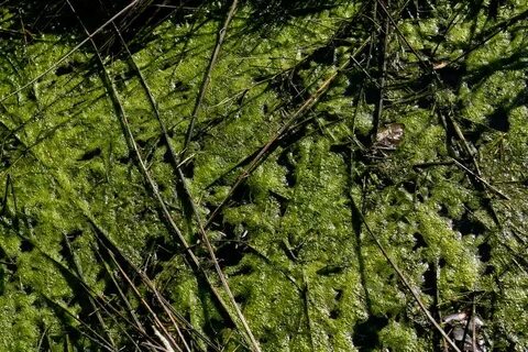 Algae Water Swamp - Free Texture