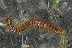 Centipede comp