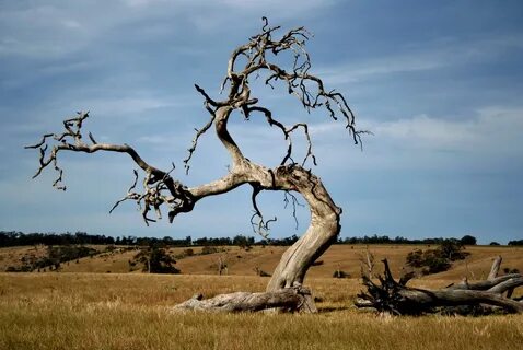 Dead Tree Tree images, Nature, Landscape