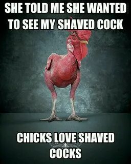 shaved rooster - Meme by mainer :) Memedroid