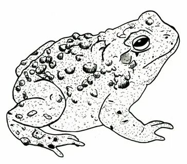 Drawings Toad (52 photos) " Рисунки для срисовки и не только