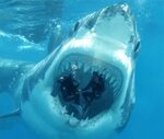 Мегалодон: самая большая акула в мире