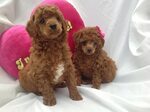 "Toy Poodle" Puppies For Sale Seattle, WA #141711