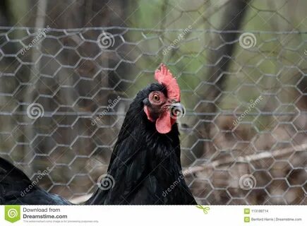 Black Sexlink Hen Stock Photo by ZDS Stock Photo - Image of 