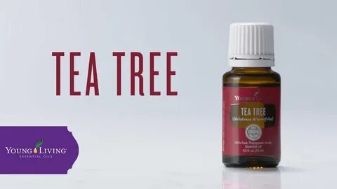 Tea Tree Essential Oil: Benefits & Uses Young Living Essenti