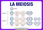 Qué es la Meiosis y cuales son las fases de la Meiosis.