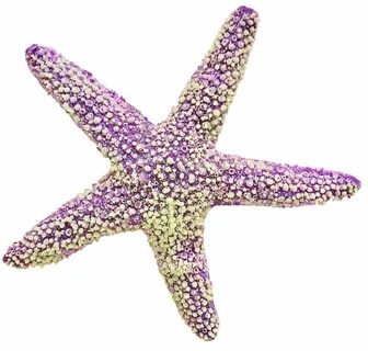 Free photo: Starfish - Animals, Beach, Creatures - Free Down