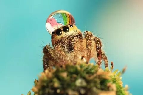 Spider wears a water drop as a fancy hat Jumping spider, Cut