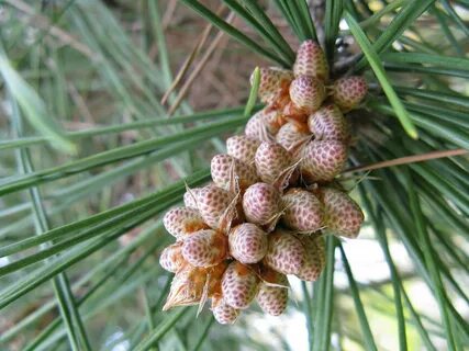 File:Pinus thunbergii3.jpg - Wikimedia Commons