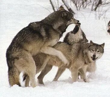 Mating Gray Wolf pair !--회색이리, 짝짓기