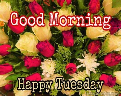 53+ Good Morning Happy Tuesday Images HD, Wishes 2022 - Best