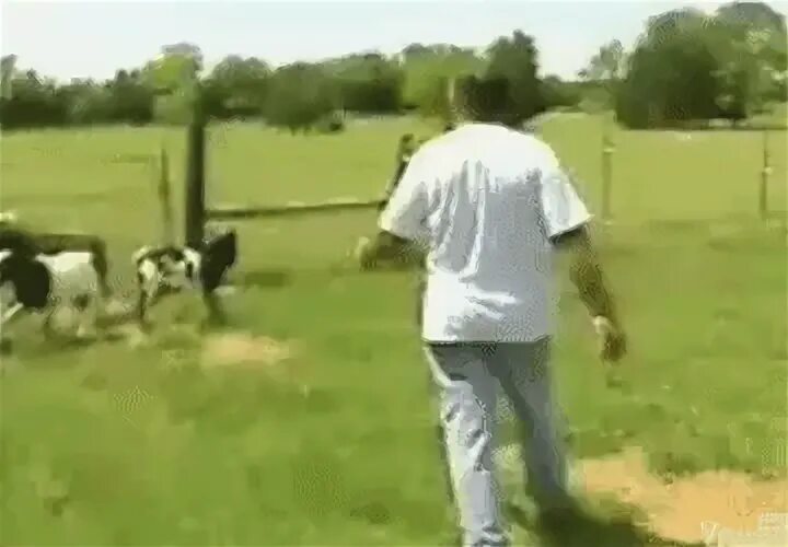 Лучшие Fainting Goat Animal Breed GIF Gfycat