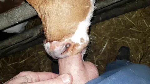 Calf sucking mans cock.