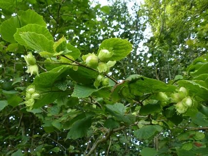 Corylus avellana Easy Wildflowers