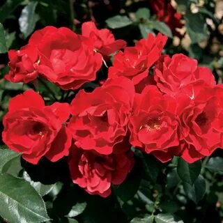 Double Red Simplicity Hedge Rose Hybrid tea roses, Shrub ros