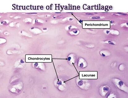 Long Bone Diagram Hyaline Cartilage - light micrograph of ar