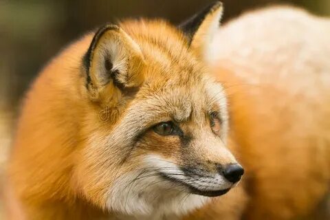 Portrait of a Red Fox in the Forest Stock Photo - Image of b