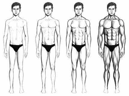 Male body drawing, Body type drawing, Male body