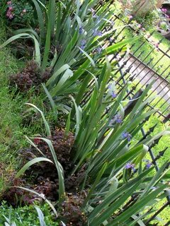 April Blooms at Ravenscourt Gardens...amazing what the rain 
