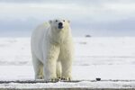 Why Don’t Polar Bears Get Cold?